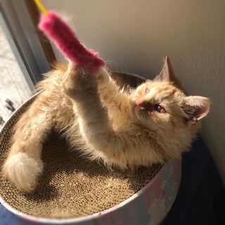 【9/25家族決定】隻眼ワイルド★愛知県かつお君