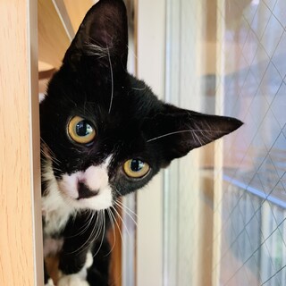 ふんわり♡コロコロな可愛い子猫