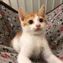 茶トラ白の2ヶ月の男の子。【交渉中です】