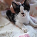 5匹の兄弟とお母さん 家族募集します！