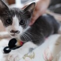 5匹の兄弟とお母さん 家族募集します！