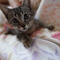 5匹の兄弟とお母さん 家族募集します！
