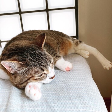 隅っこで寝るのが好き