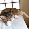 隅っこで寝るのが好き