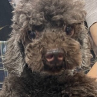 プードル男の子