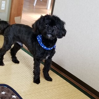 トイプードル シーズーの 兵庫県 犬の里親募集 ペットのおうち 月間利用者150万人