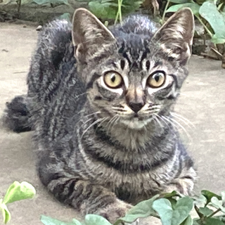 キリッとイケメン　キジトラのこうちゃん