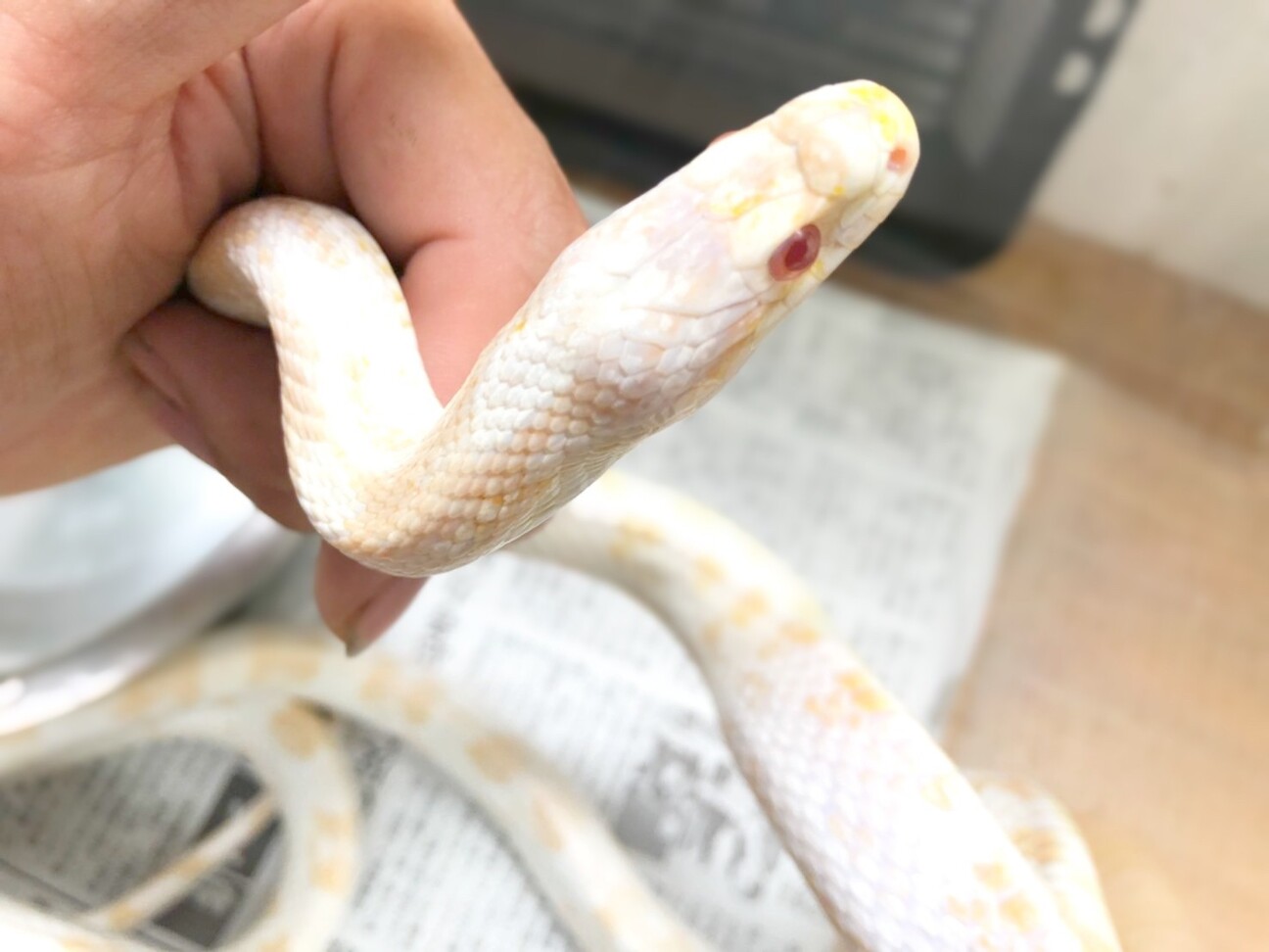 懐っこいコーンスネークの 奈良県 爬虫類 他の里親募集 ペットのおうち 月間利用者150万人