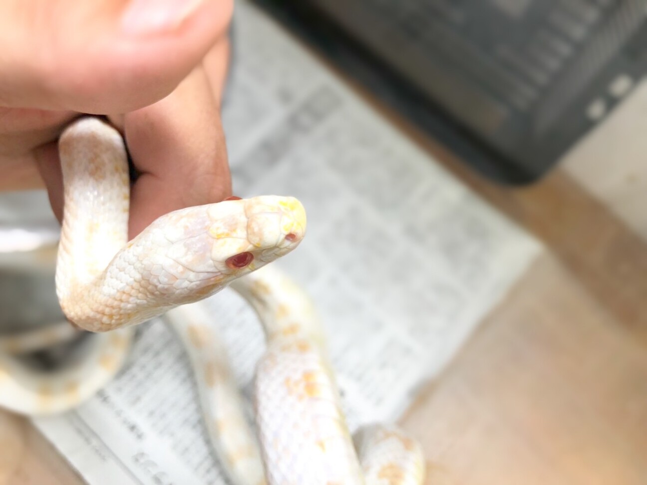 懐っこいコーンスネークの 奈良県 爬虫類 他の里親募集 ペットのおうち 月間利用者150万人