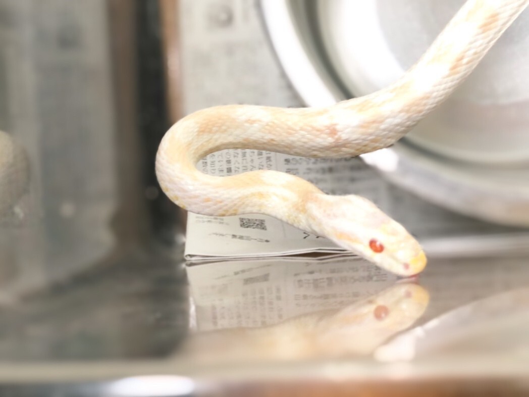懐っこいコーンスネークの」奈良県 - 爬虫類・他の里親募集(380755