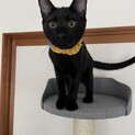 ☆５つ子黒猫・ベタベタボーイのスイちゃん