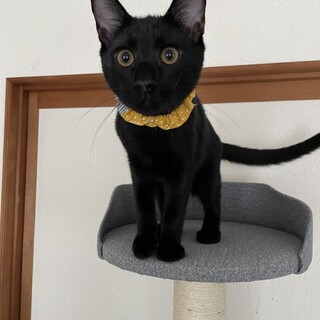 ☆５つ子黒猫・ベタベタボーイのスイちゃん