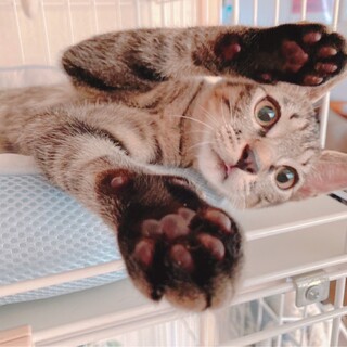 キジトラ子猫！優しい男の子