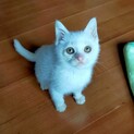 可愛い子です！白 オスのこです！