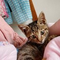 約600gの女の子の里親さん募集中です！