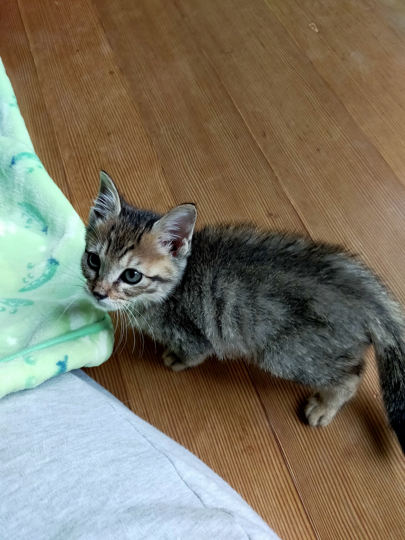 可愛い子です キジトラ 山形県 猫の里親募集 ペットのおうち 月間利用者150万人