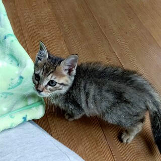 可愛い子です！キジトラ メスの子です！