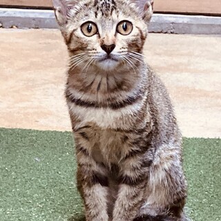 つぶらな瞳のサビトラ　さちちゃん