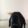 フルヤフル