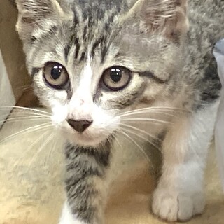 美形のキジ白　ゆきちゃん