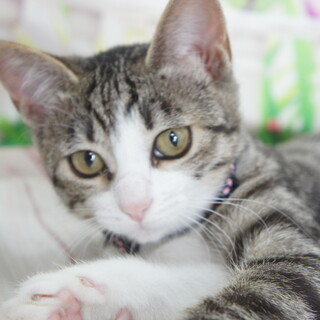 甘えん坊のチーちゃん、人馴れした可愛い女の子！