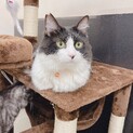 甘えん坊な長毛ミントくん