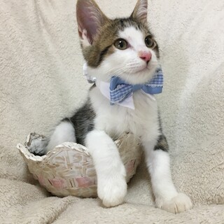 河川敷で保護したイケメン白キジくん