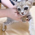 ☆可愛い美猫兄弟☆ベージュキジ&白黒