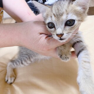 ☆可愛い美猫兄弟☆ベージュキジ&白黒