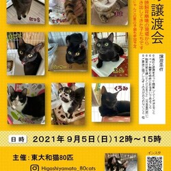 東大和猫80匹さんの譲渡会