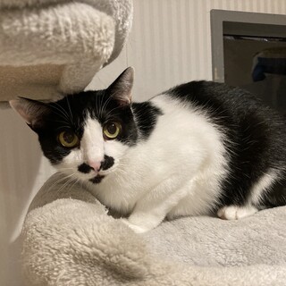 ネコが大好きなハチワレ【雪太郎】