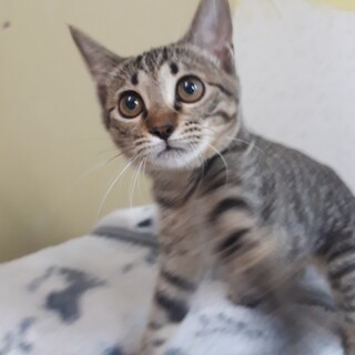 元気いっぱい疲れ知らず人懐こいきーこちゃん