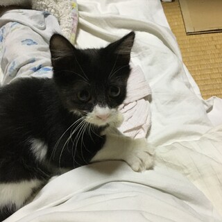急募