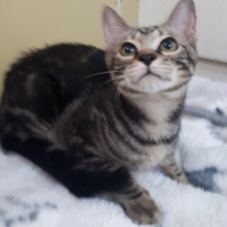 アメショ柄っぽい甘えたの猫大好き男の子