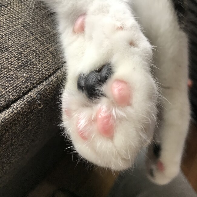 maoringonのカバー写真