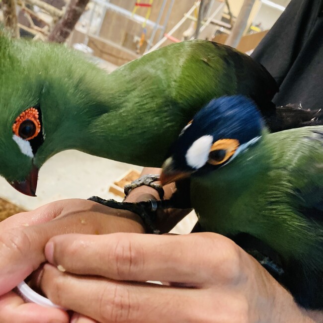 NIRMAL MIWAのカバー写真