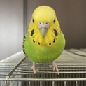 素敵な里親様決まりました!!