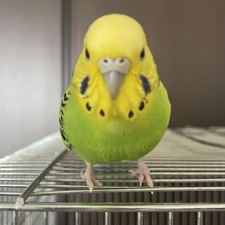 素敵な里親様決まりました!!