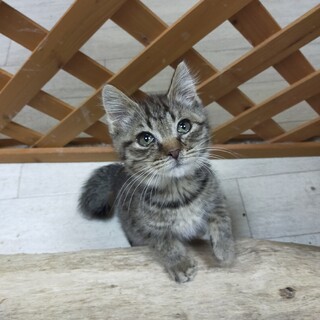 元気いっぱい。生後2ヶ月キジトラ