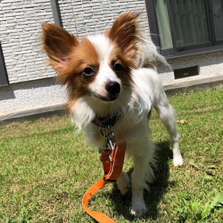 とっても元気なパピヨン男子のいなり君