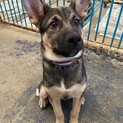 センターよりレスキューしたお母さんが産んだ子犬