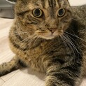 即引き渡し歓迎です。