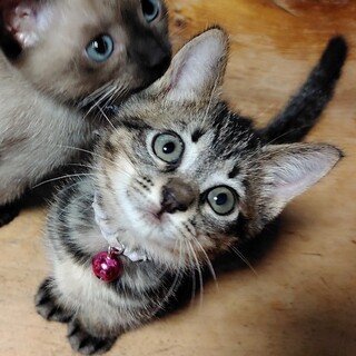 募集停止❤️キジトラ女の子トワ