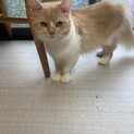 ラガマフィン3歳女の子のご応募です。