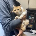 3歳女の子のご応募です。
