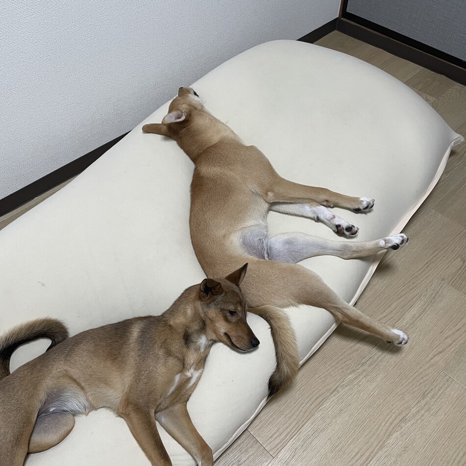 エマのカバー写真