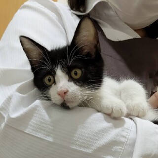 人慣れバツグン初心者さんにもぴったり白黒ハチワレ君