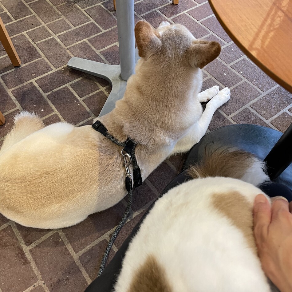 とろろのカバー写真