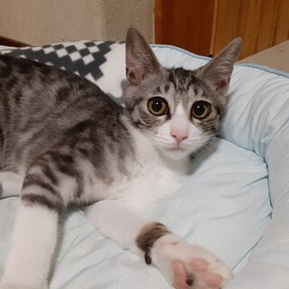 怖がりさんのアンちゃん