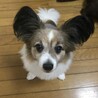 ヨン